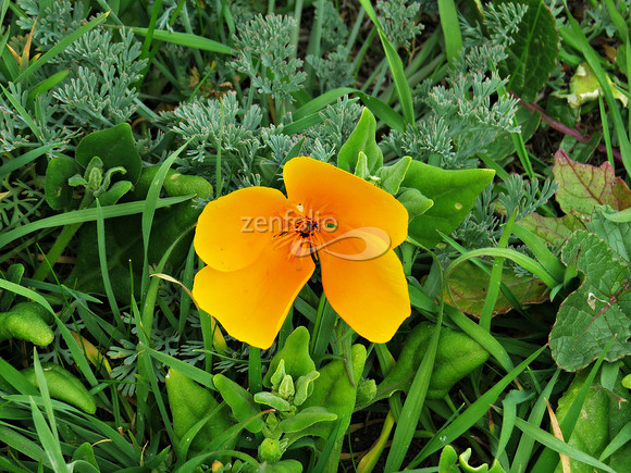 Winter Poppy II