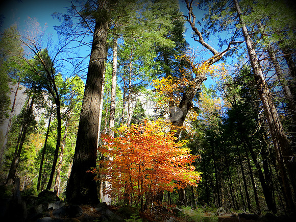Yosemite Valley, Halloween Day