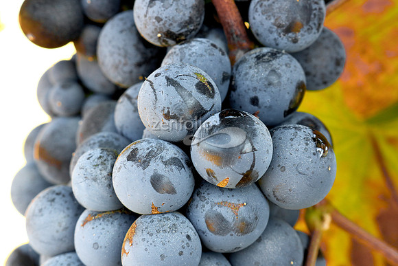 Teroldego at Wolff Vineyards XIV