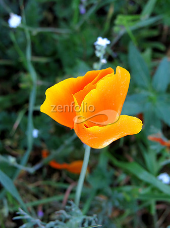 Islay Hill Poppy, Spring 2015