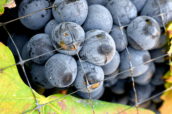 Teroldego at Wolff Vineyards XIX