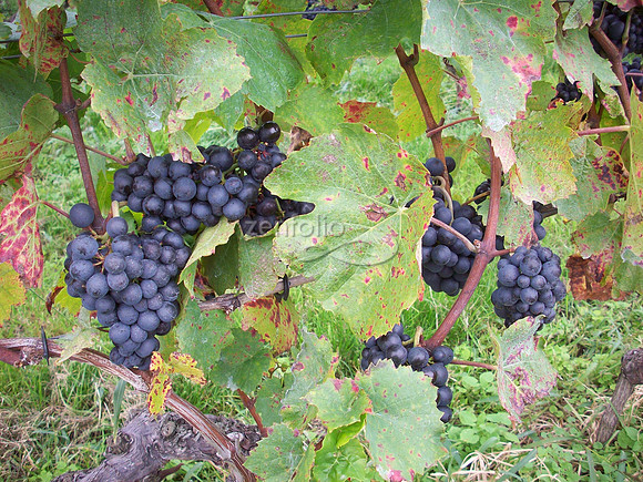 Gamay Grapes