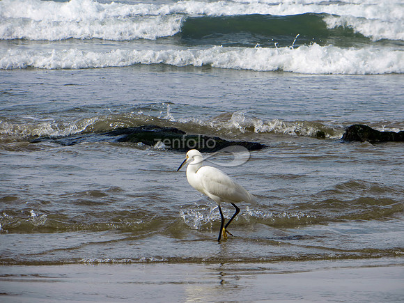V. Pismo Beach