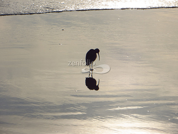 Heavy Sigh at Pismo Beach