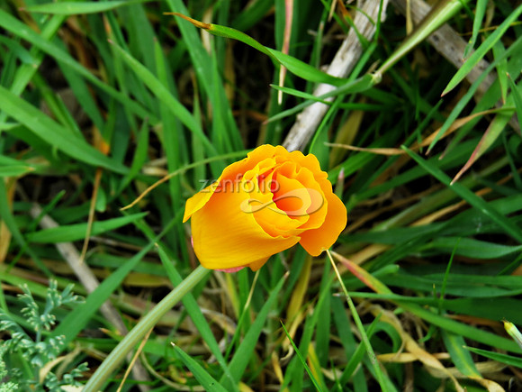 Winter Poppy VI