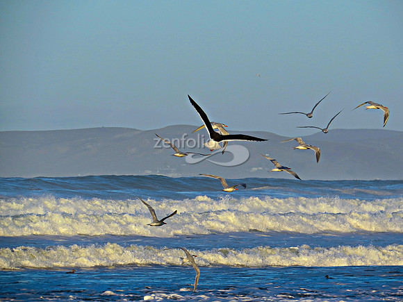 Morro Bay Birdlife