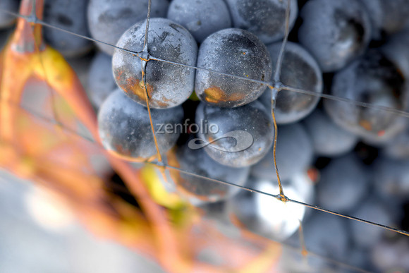 Teroldego at Wolff Vineyards XVII