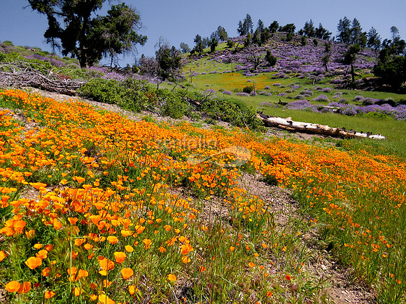 Figueroa Mountain Wildflowers