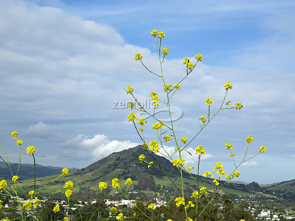 Madonna Mountain