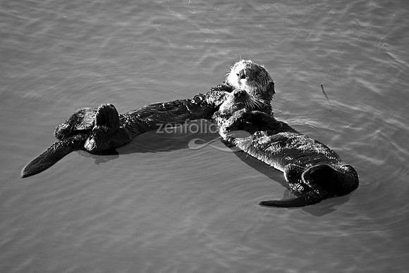 Morro Bay Sea Otters X