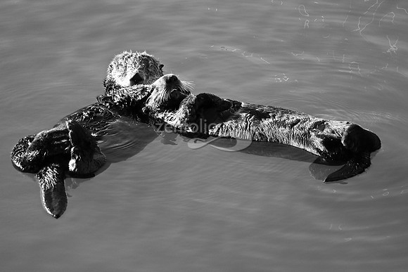 Morro Bay Sea Otters XI