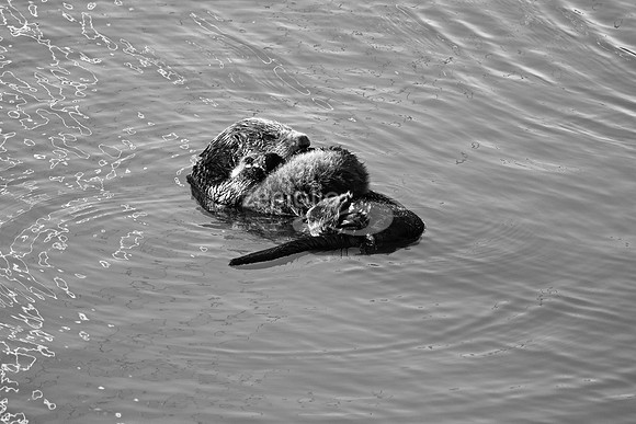 Morro Bay Sea Otters XIV