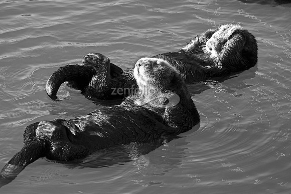 Morro Bay Sea Otters XV