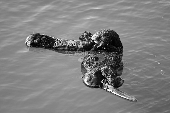 Morro Bay Sea Otters XVI