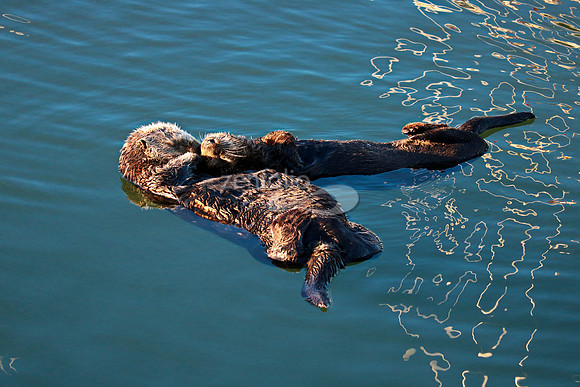 Morro Bay Sea Otters I