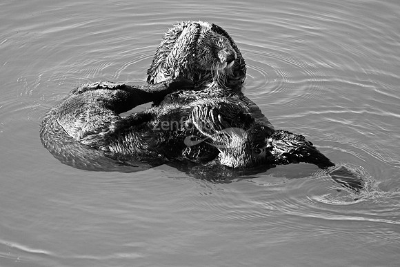Morro Bay Sea Otters XIX