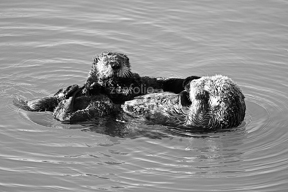 Morro Bay Sea Otters XVIII
