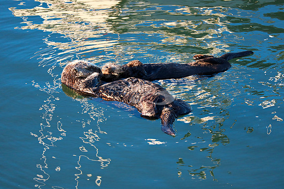Morro Bay Sea Otters III