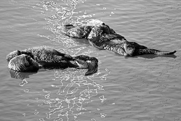 Morro Bay Sea Otters XX