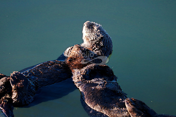 Morro Bay Sea Otters VII