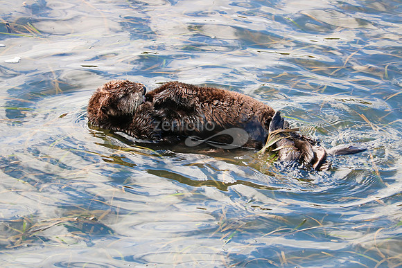 Morro Bay Sea Otters I