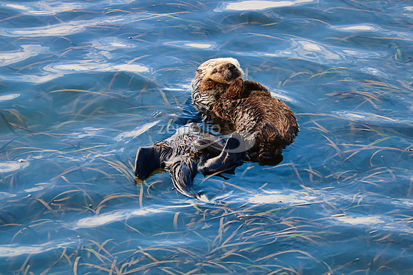 Morro Bay Sea Otters II