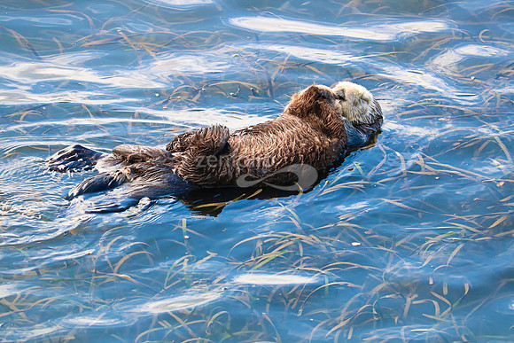 Morro Bay Sea Otters III