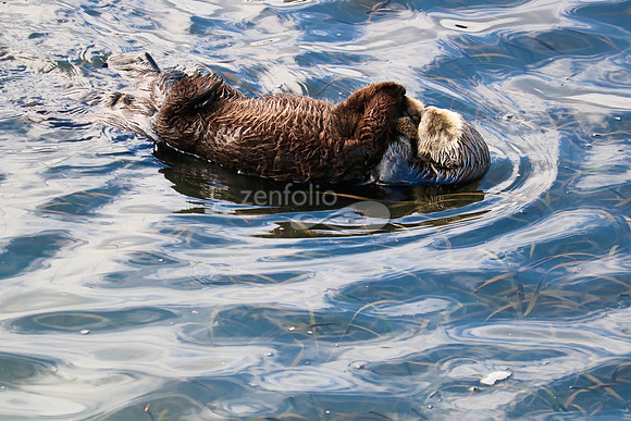 Morro Bay Sea Otters IV