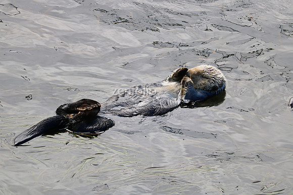 Morro Bay Sea Otters XIII