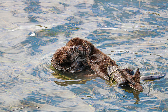 Morro Bay Sea Otters VI
