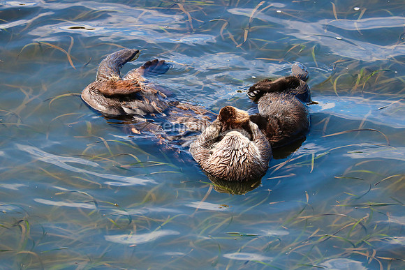 Morro Bay Sea Otters VII