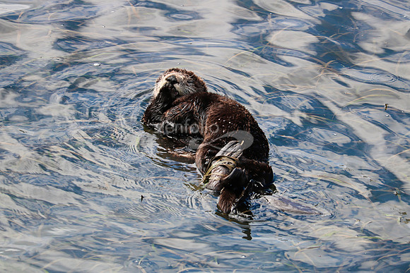 Morro Bay Sea Otters VIII