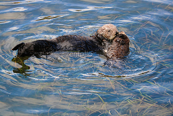 Morro Bay Sea Otters IX