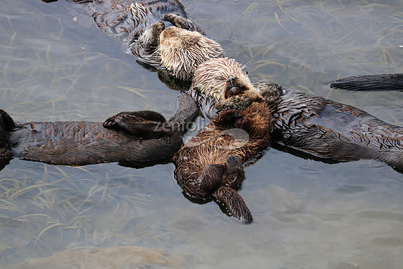 Morro Bay Sea Otters XIV
