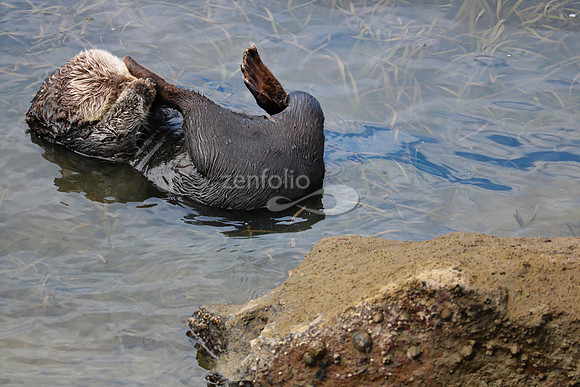 Morro Bay Sea Otters XII