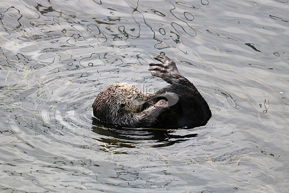 Morro Bay Sea Otters XV
