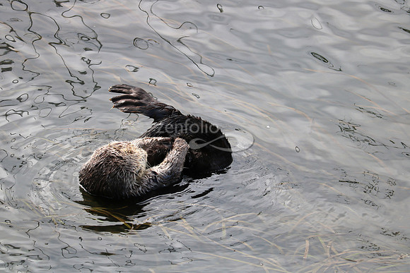 Morro Bay Sea Otters XVI
