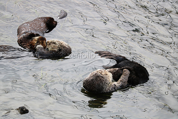Morro Bay Sea Otters XVIII