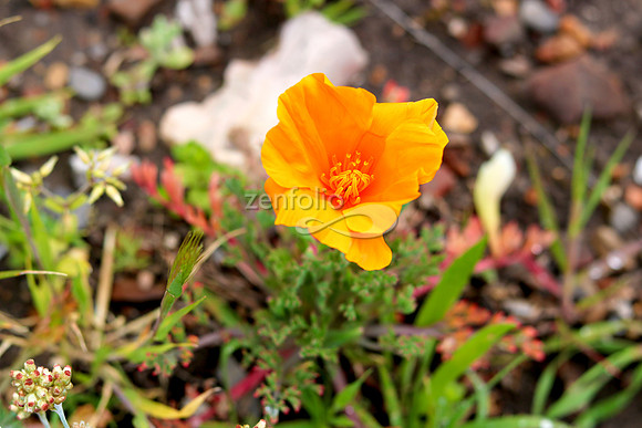 San Luis Mountain Poppies X