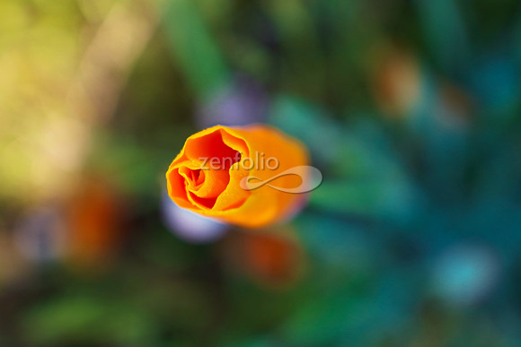 San Luis Mountain Poppies I