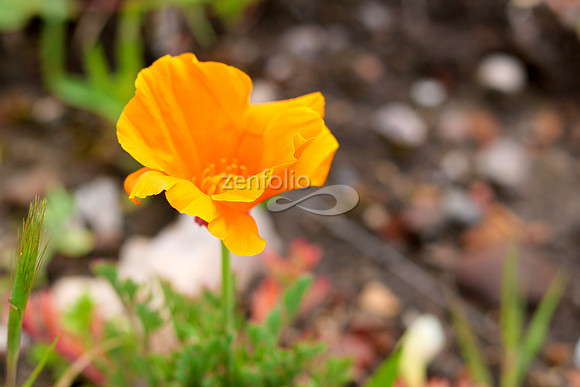 San Luis Mountain Poppies IX