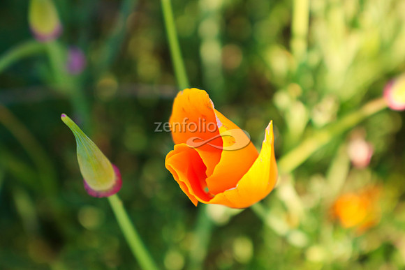 San Luis Mountain Poppies VII