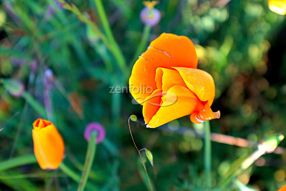 San Luis Mountain Poppies IV
