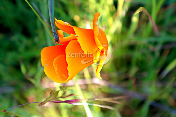 San Luis Mountain Poppies VIII