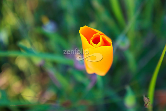 San Luis Mountain Poppies III