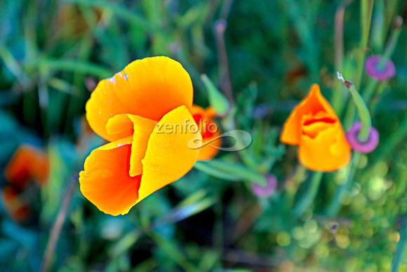 San Luis Mountain Poppies II