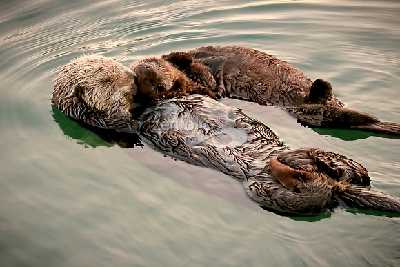Sea Otters I