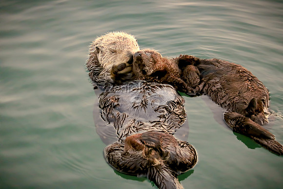 Sea Otters III