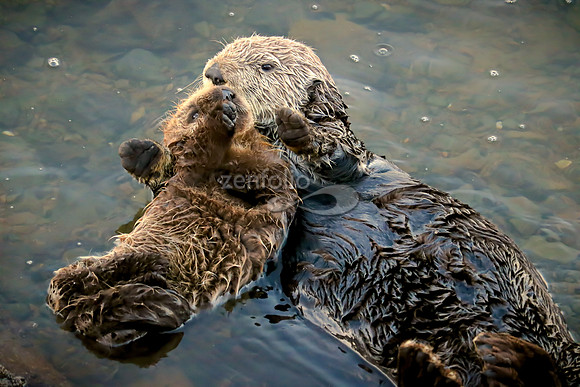 Sea Otters IV