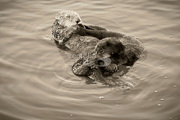 Sea Otters V